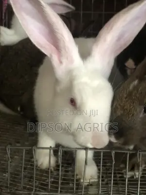 Pure Rabbits Grower on Sale