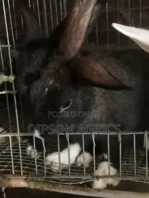 Quality Beveren, America Sable, Chinchilla and Improved