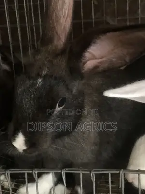 Quality Beveren, America Sable, Chinchilla and Improved