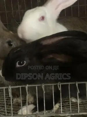 Quality Beveren, America Sable, Chinchilla and Improved