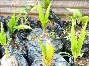 Dwarf Coconut Seedlings