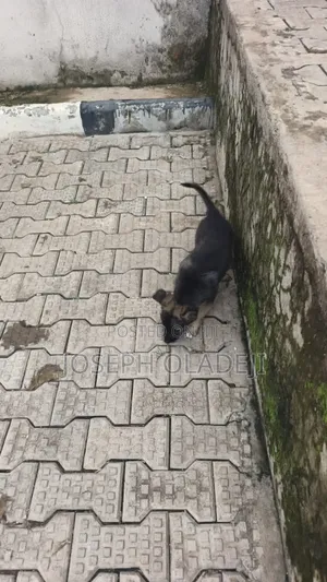 1-3 months Male Purebred German Shepherd