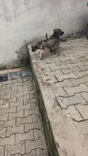 1-3 months Female Purebred German Shepherd