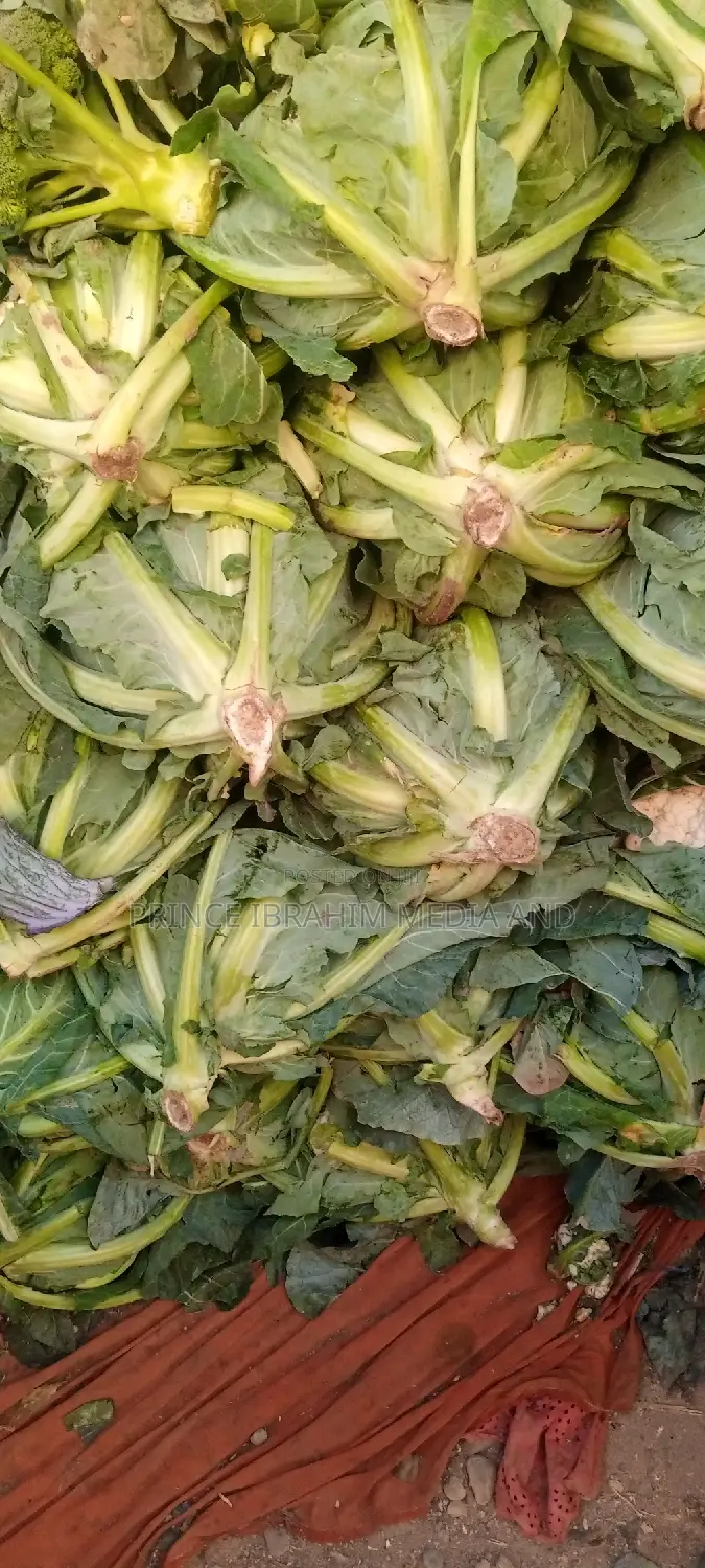 Fresh Broccoli