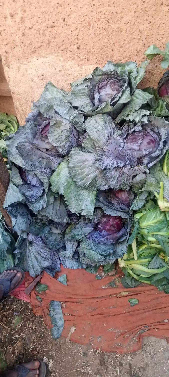 Purple Cabbage