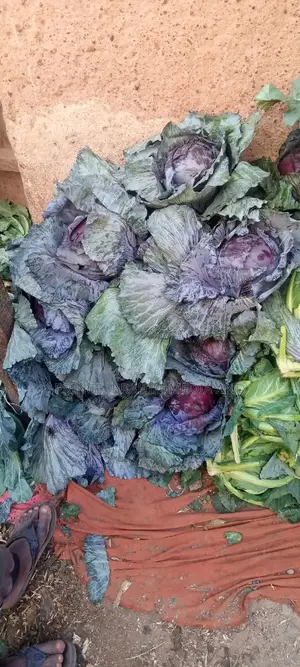 Purple Cabbage