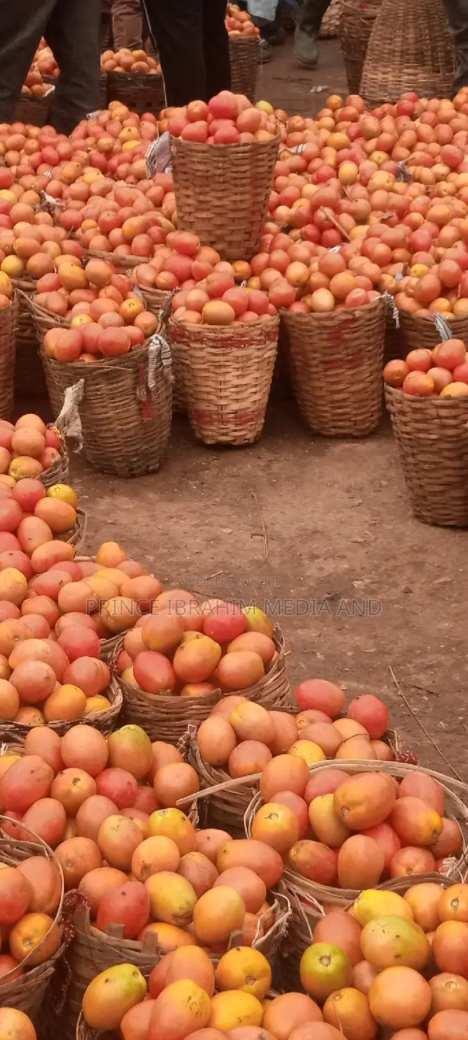 Utc Tomatoes