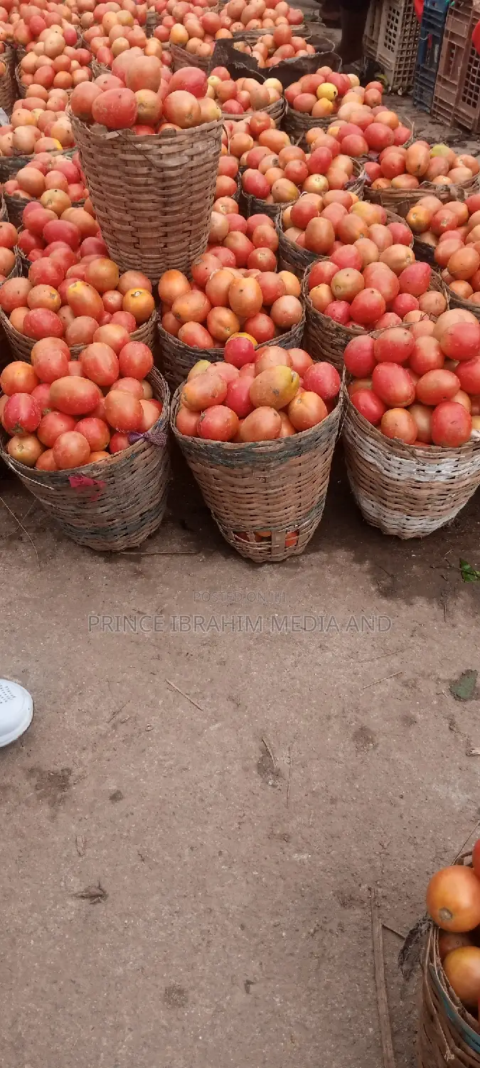 Utc Tomatoes