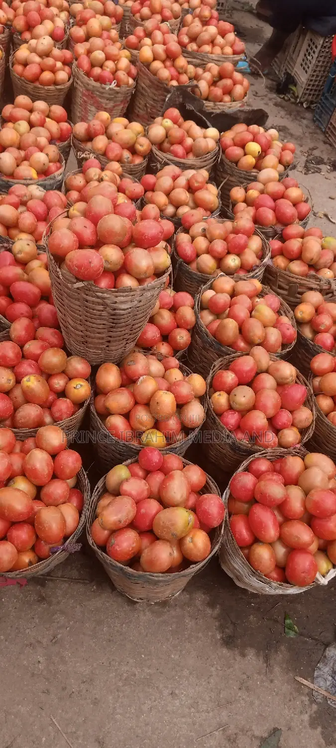 Utc Tomatoes