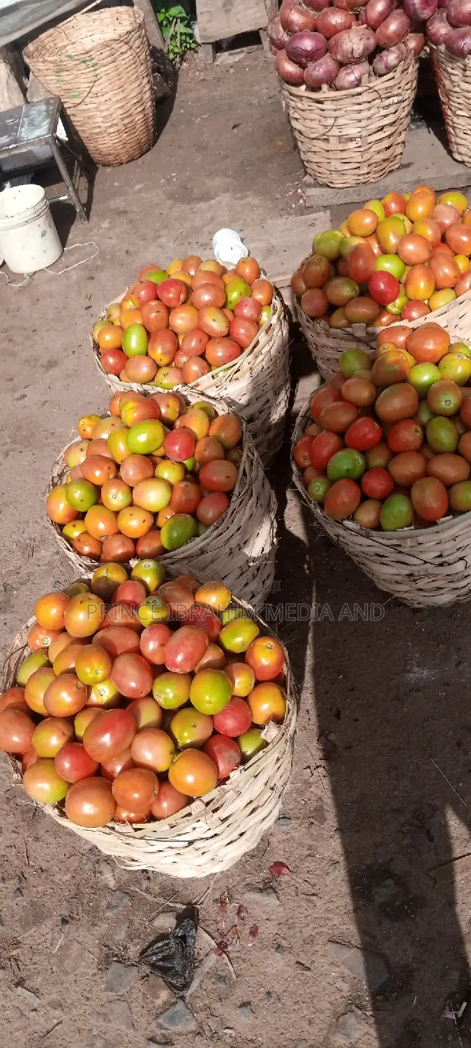 Utc Tomatoes