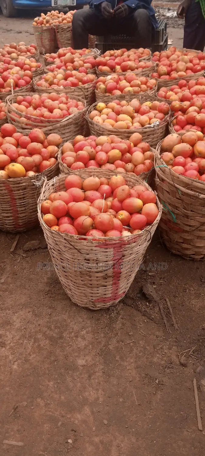Utc Tomatoes