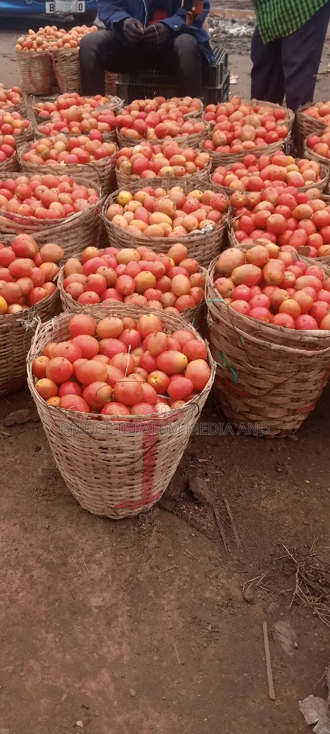 Utc Tomatoes