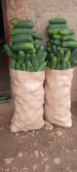 Fresh Cucumber