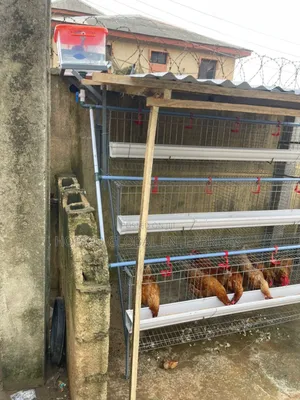 Starter Poultry Cage