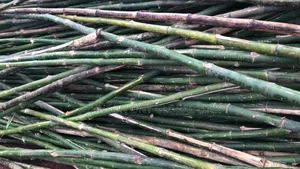 Quality Scaffolding Bamboo