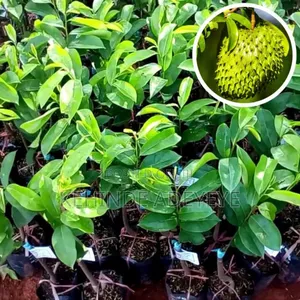 Hybrid Soursop Seedlings
