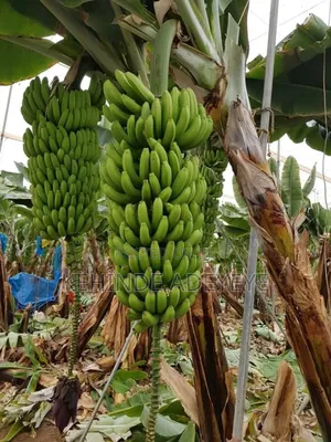 Hybrid Plantain Sucker