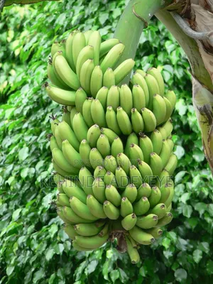 Dwarf Banana Sucker