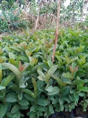 Jumbo Guava Seedling