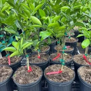 Budded Tangerine Seedling