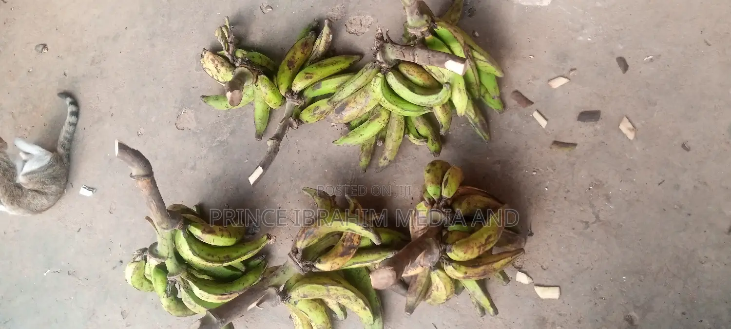 Fresh Plantain