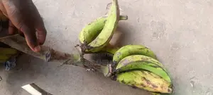 Fresh Plantain