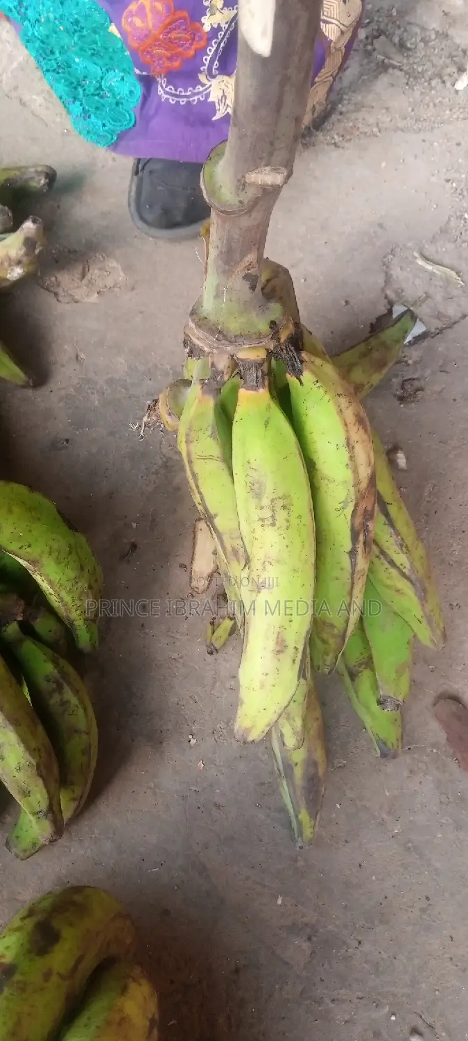 Fresh Plantain