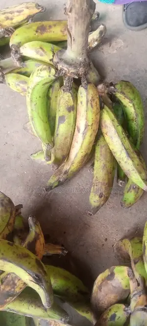 Fresh Plantain