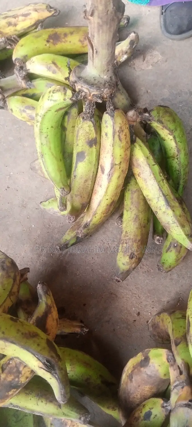 Fresh Plantain