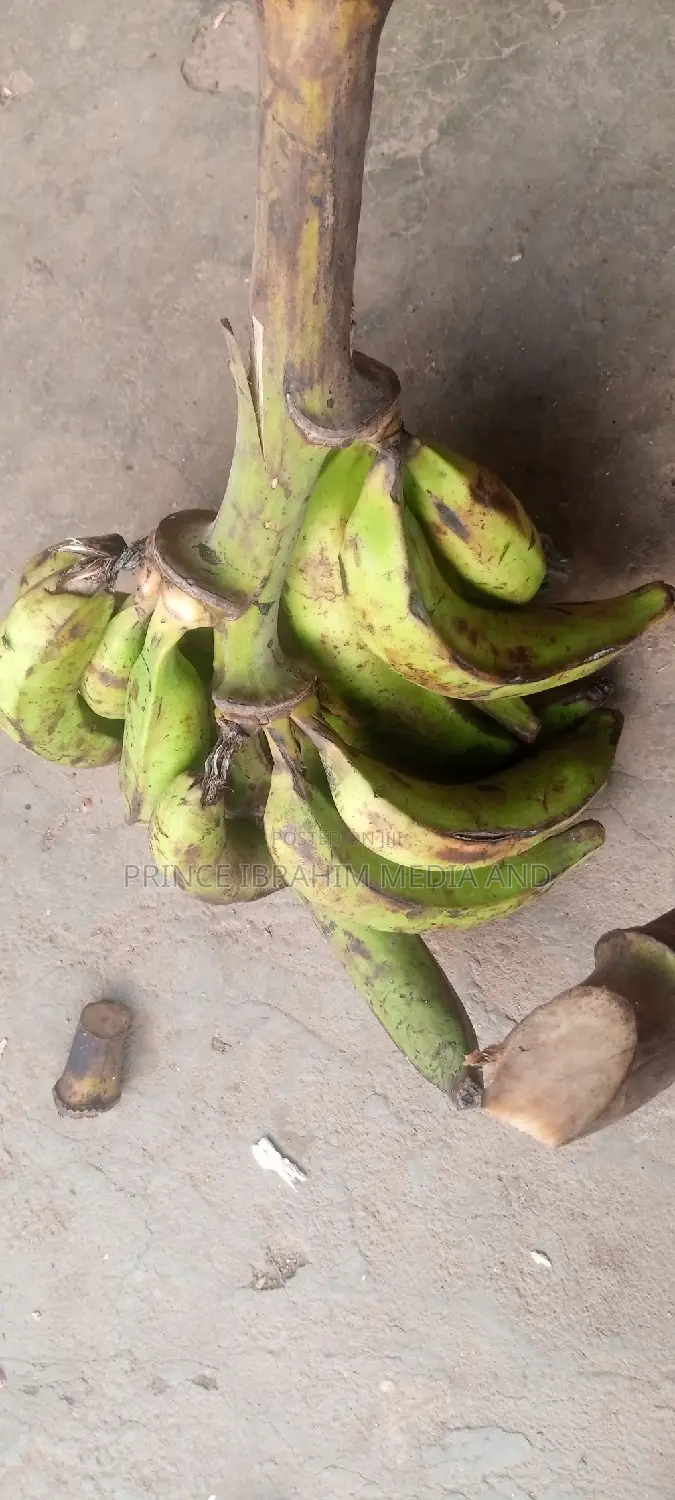 Fresh Plantain