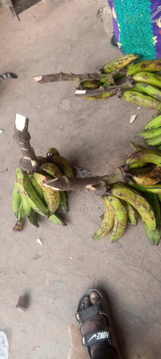 Fresh Plantain