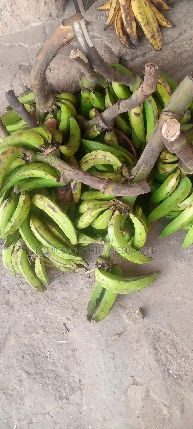 Fresh Plantain
