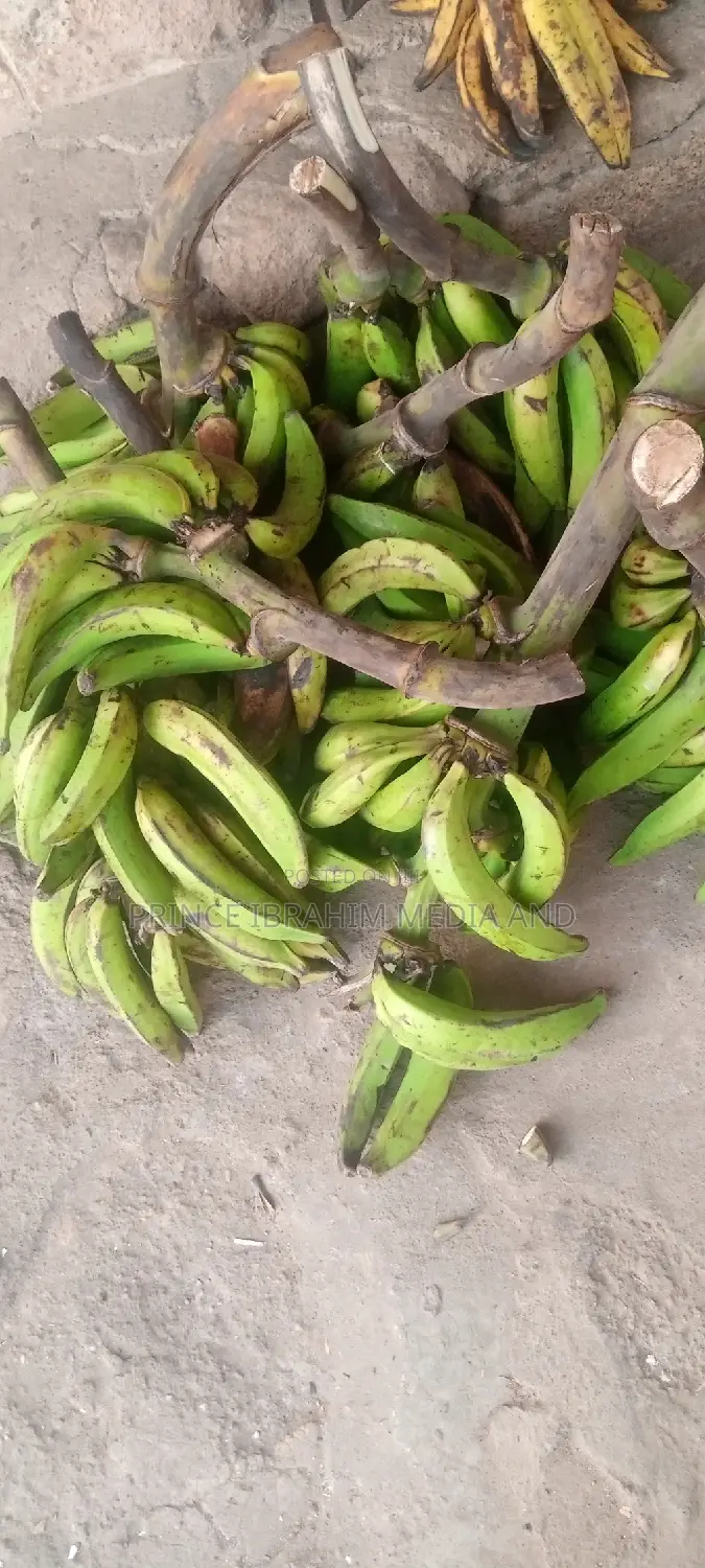 Fresh Plantain