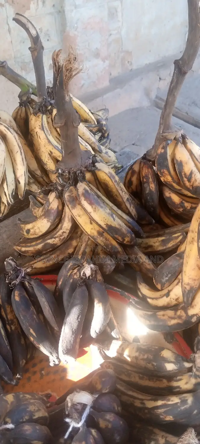 Fresh Plantain