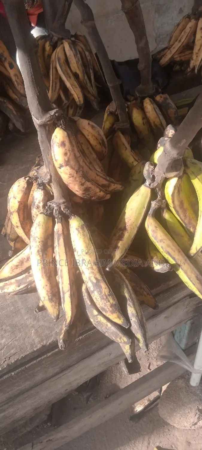 Fresh Plantain