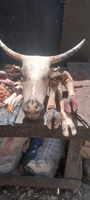 Cow Head, Leg, and Tail