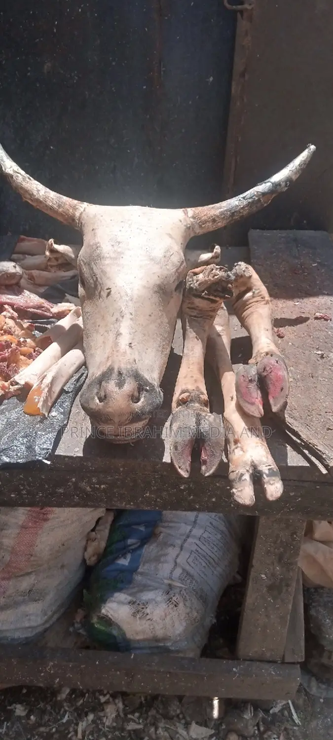 Cow Head, Leg, and Tail