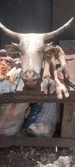Cow Head, Leg, and Tail