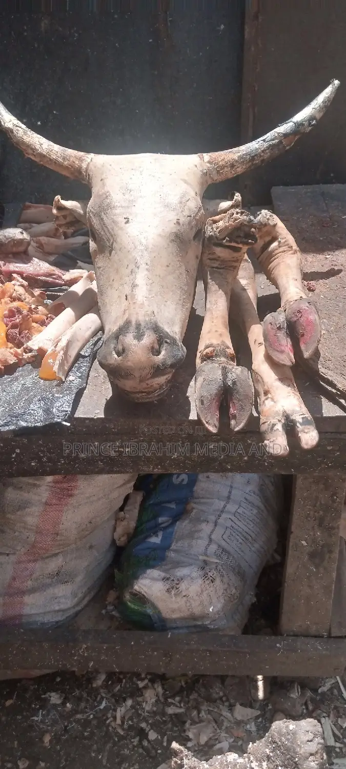 Cow Head, Leg, and Tail
