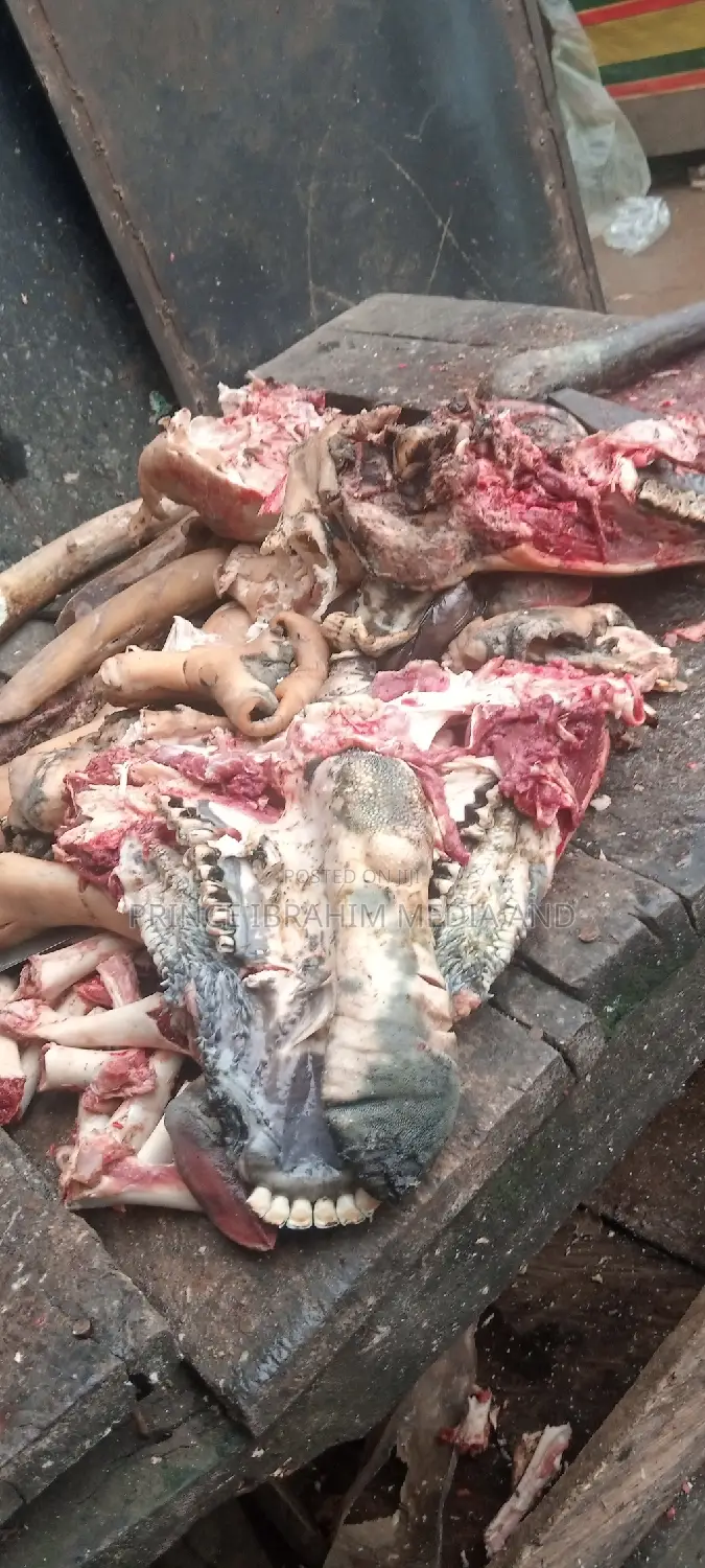Cow Head, Leg, and Tail