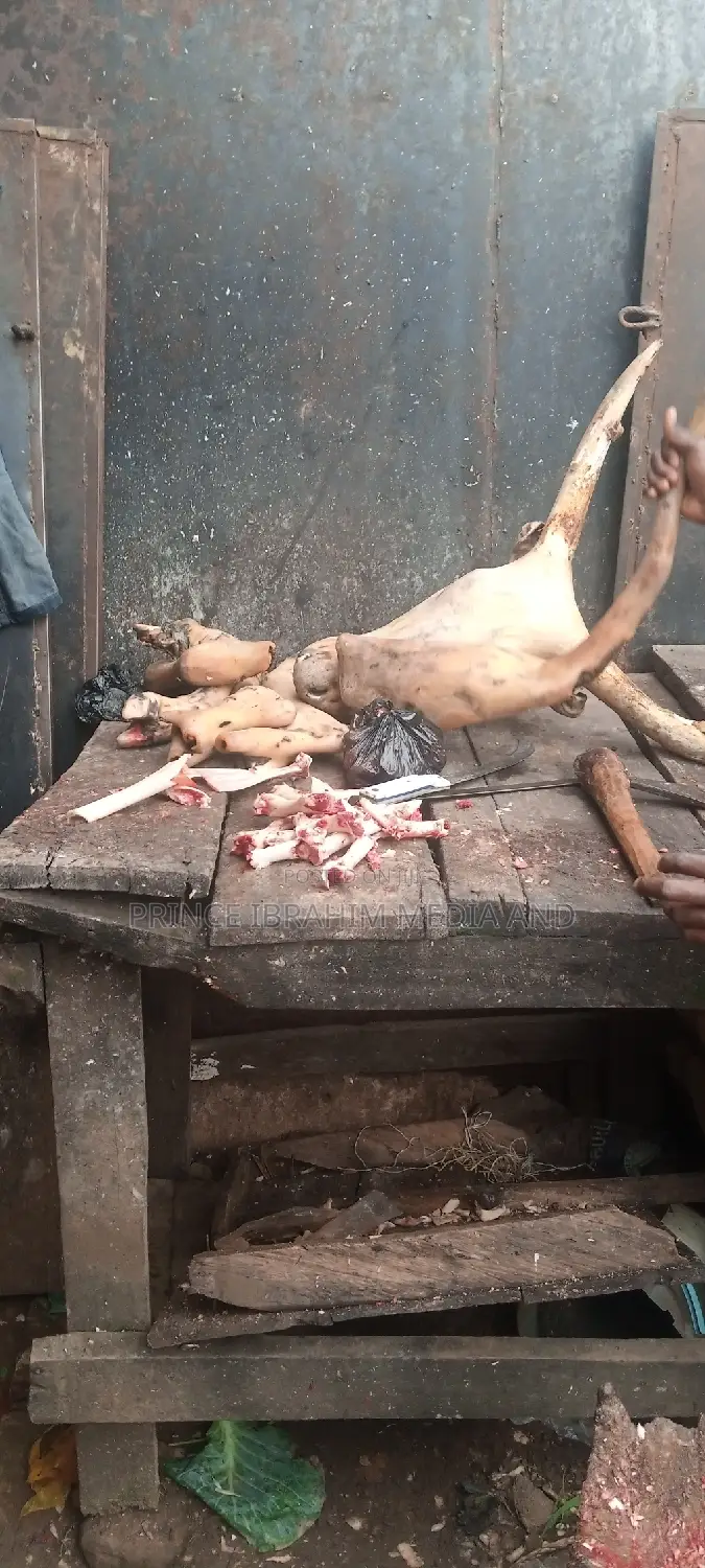Cow Head, Leg, and Tail