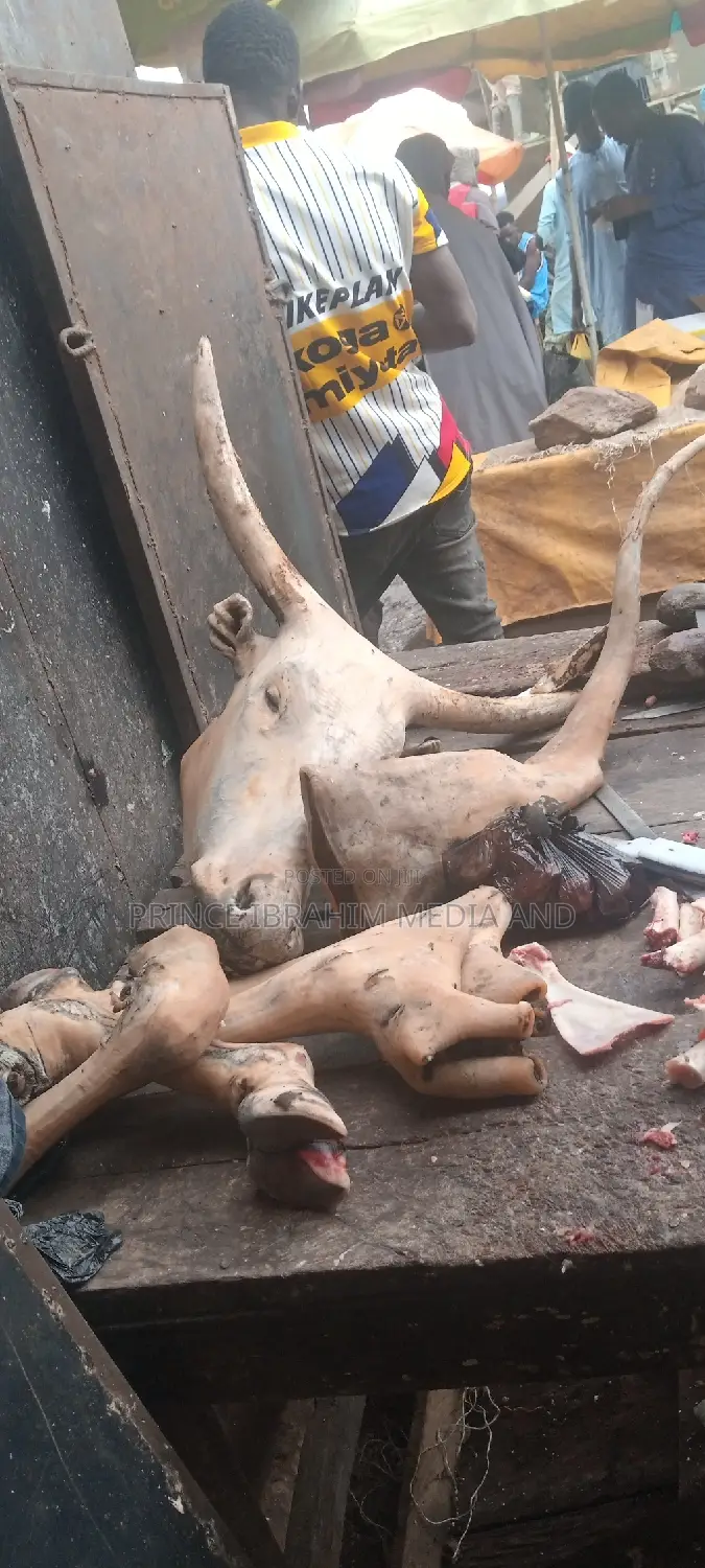 Cow Head, Leg, and Tail