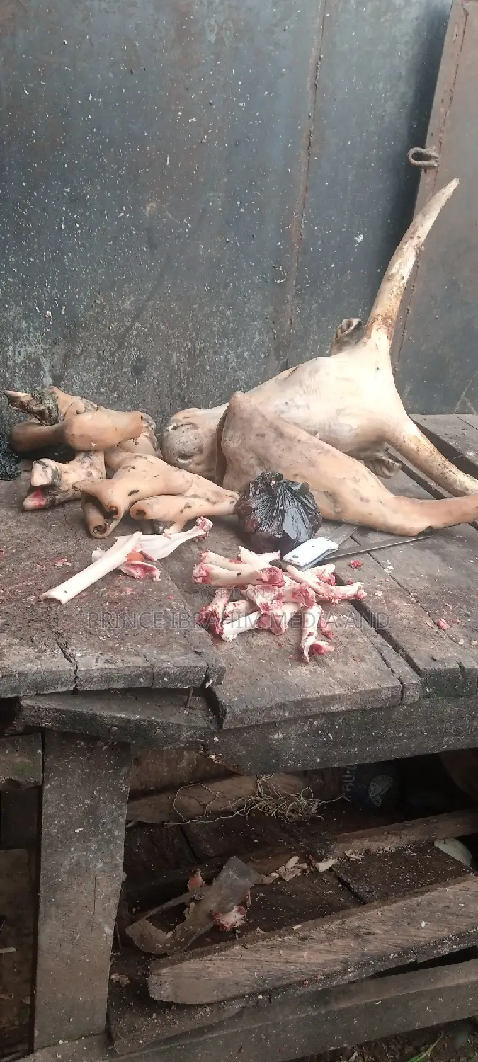 Cow Head, Leg, and Tail