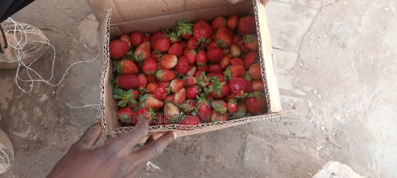 Fresh Strawberry