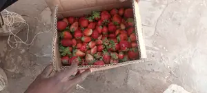 Fresh Strawberry