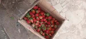 Fresh Strawberry