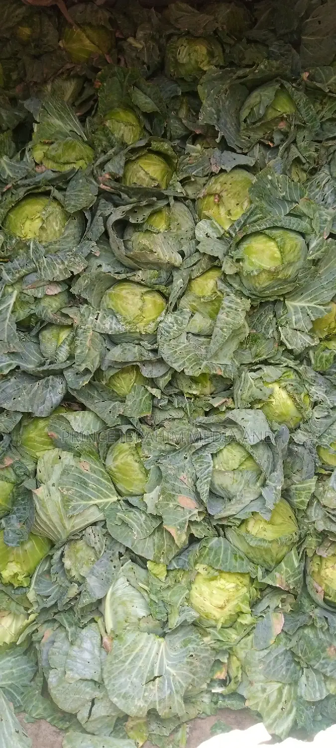 Fresh Cabbage
