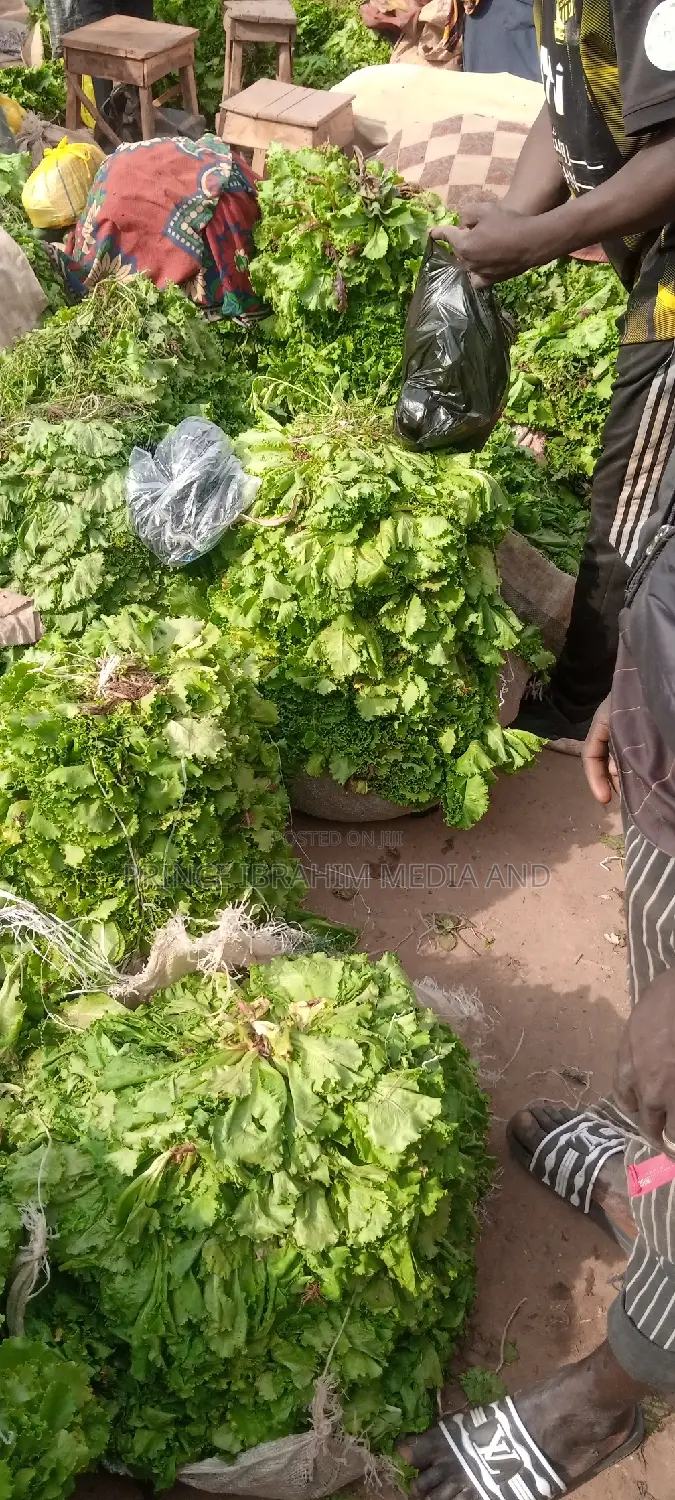 Fresh Lettuce