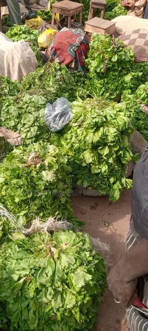 Fresh Lettuce