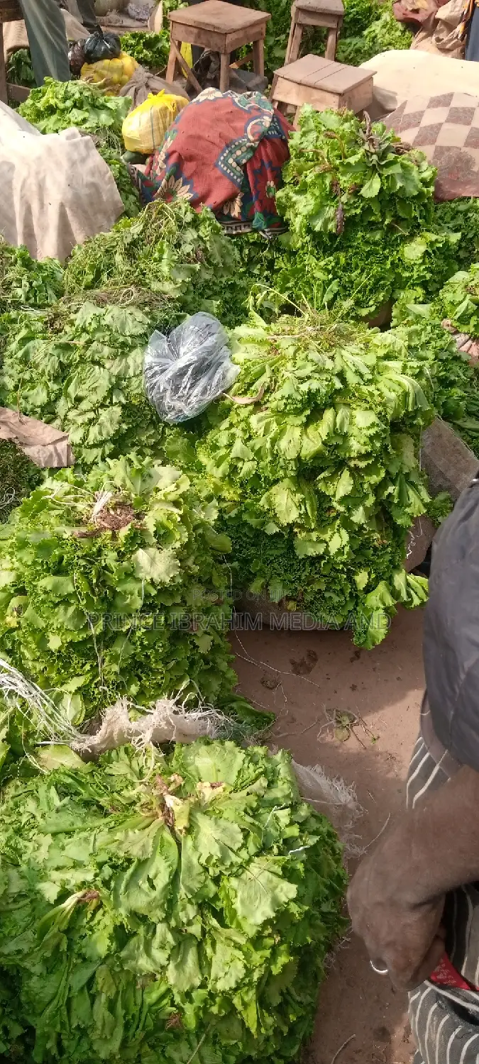 Fresh Lettuce